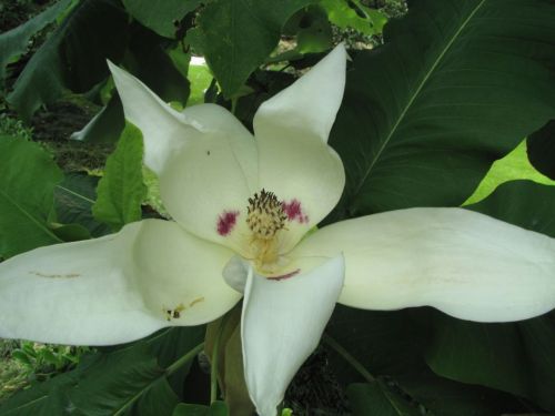 Schirm-Magnolie Magnolia tripetala