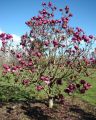 Magnolia BLACK TULIP
