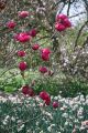 Magnolia BLACK TULIP
