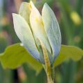Magnolia BLUE OPAL