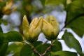 Magnolia brooklińska YELLOW BIRD