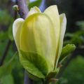 Magnolia brooklińska YELLOW BIRD