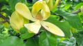 Magnolia brooklińska YELLOW BIRD