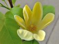 Magnolia brooklińska YELLOW BIRD