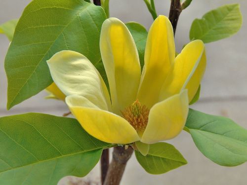 Magnolie Brooklyn YELLOW BIRD
