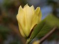 Magnolia brooklińska YELLOW BIRD