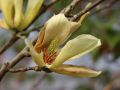 Magnolia brooklińska YELLOW BIRD