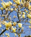 Magnolia BUTTERFLIES