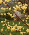 Magnolia BUTTERFLIES