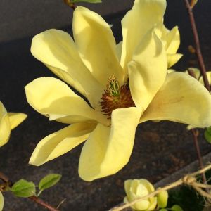 Magnolie BUTTERFLIES
