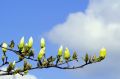 Magnolia BUTTERFLIES