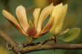 Magnolia BUTTERFLIES