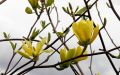 Magnolia BUTTERFLIES
