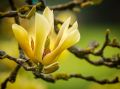 Magnolia BUTTERFLIES