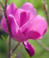 Magnolia CLEOPATRA