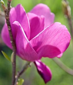 Magnolie CLEOPATRA