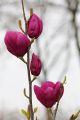Magnolia CLEOPATRA