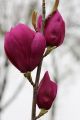 Magnolia CLEOPATRA