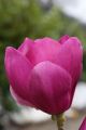 Magnolia CLEOPATRA