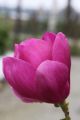 Magnolia CLEOPATRA