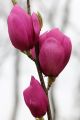Magnolia CLEOPATRA