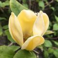 Magnolia DAPHNE