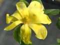Magnolia DAPHNE