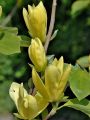 Magnolia DAPHNE