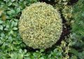 Bukszpan VARIEGATA