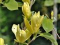 Magnolia DAPHNE
