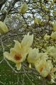 Magnolia ELIZABETH