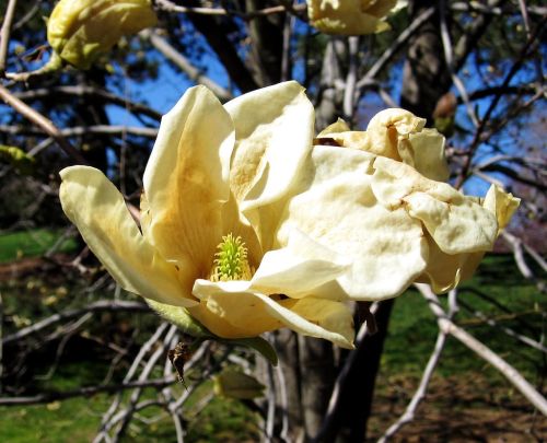 Magnolie ELIZABETH