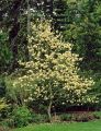 Magnolia ELIZABETH