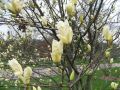 Magnolia ELIZABETH
