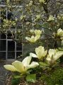Magnolia ELIZABETH
