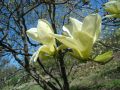 Magnolia ELIZABETH