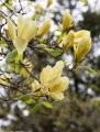 Magnolia ELIZABETH