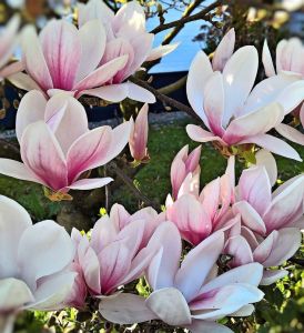 Magnolie FRAGRANT CLOUD