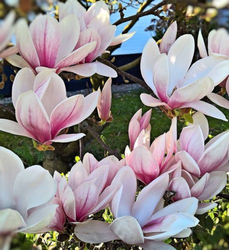 Magnolie FRAGRANT CLOUD