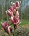 Magnolia FRAGRANT CLOUD