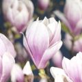 Magnolia FRAGRANT CLOUD