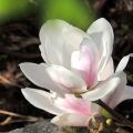 Magnolia FRAGRANT CLOUD