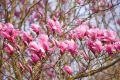 Magnolia GALAXY