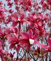 Magnolia GALAXY