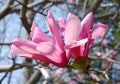 Magnolia GALAXY
