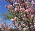 Magnolia GALAXY