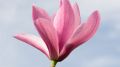 Magnolia GALAXY