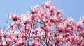 Magnolia GALAXY