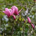 Magnolia GALAXY