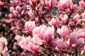 Magnolia GALAXY